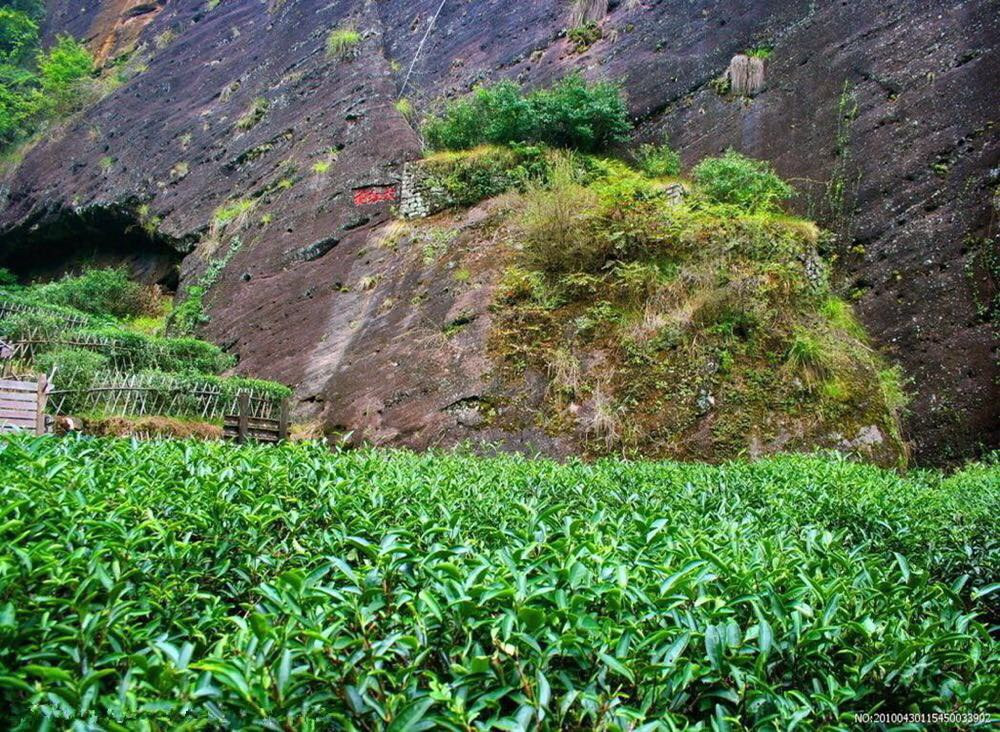 武夷山大红袍景区