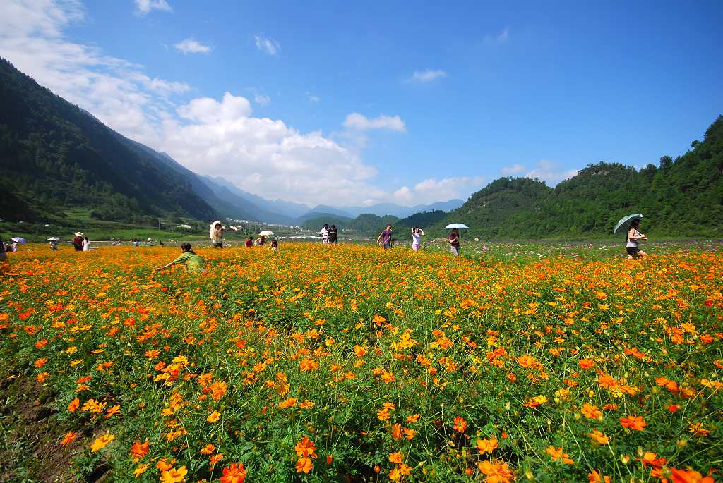 涪陵区大木乡的大木花谷,地处武陵山山脉,海拔1000米左右,是一座高山