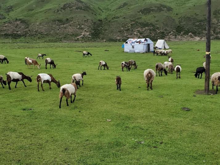 桑科草原从兰州到桑科草原自驾游开车四小时，二百六十公里远，这里的草原能吃到新鲜的手抓羊肉，藏族人民夜晚的篝火晚会也是热闹非凡