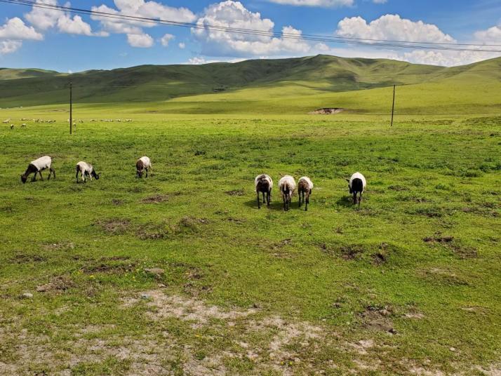 桑科草原从兰州到桑科草原自驾游开车四小时，二百六十公里远，这里的草原能吃到新鲜的手抓羊肉，藏族人民夜晚的篝火晚会也是热闹非凡