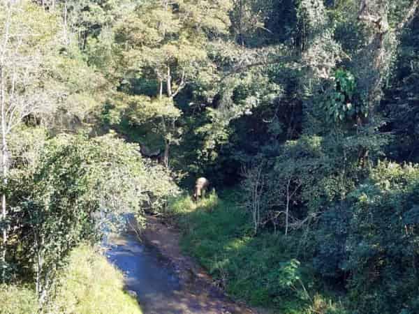 野象谷位于西双版纳景洪市勐养镇三岔河，从景洪市区开车到野象谷自驾游需要四十公里，五十多分钟路程，这里能见到真正的亚洲野象。