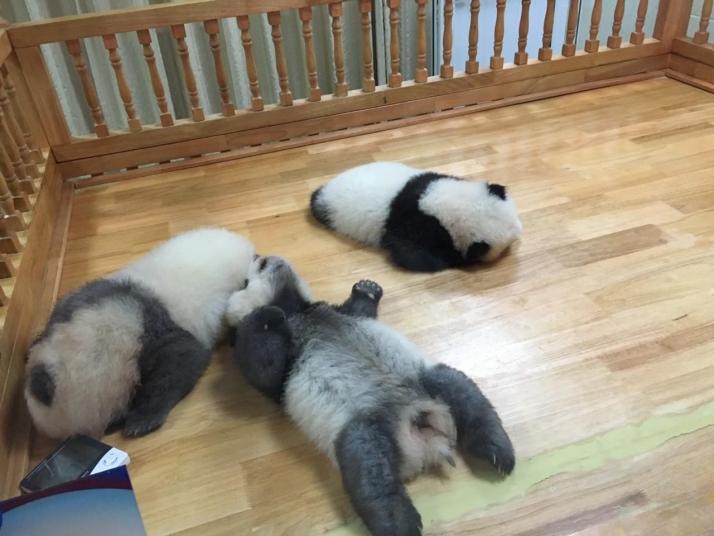 成都大熊猫繁育研究基地