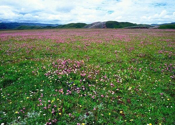 
到玉科草原，从四川甘孜道孚县自驾游一小时左右，这里的草原是鲜花最多的草原，被叫做“高原花园”，夏季的时候满山遍野的绿草鲜花。