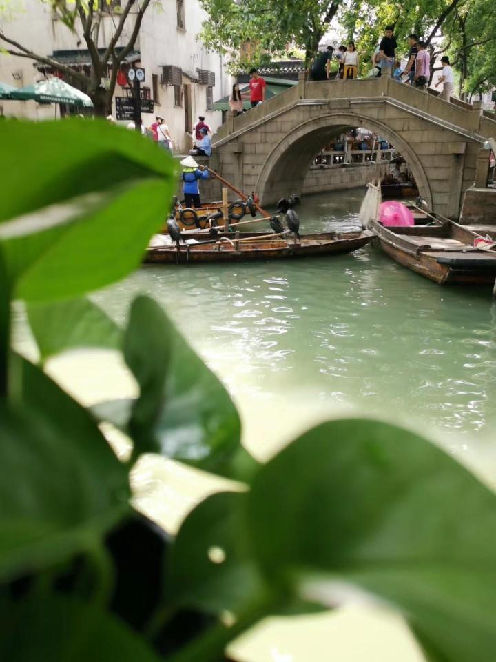 江苏省苏州市吴江区的同里古镇，同理古镇就是江南水乡的乡下的样子，沿着河水修建房屋，河的两边载了绿植，水里摇摇晃晃的橹船，桥上零零散散的游客，就是同里古镇最美的样子。