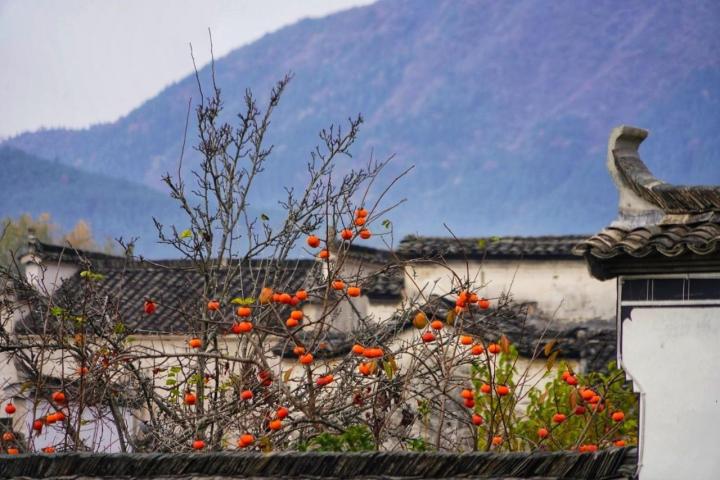 
安徽黟县塔川村是一个坐落在山林里的徽州小村寨，村里最著名的场景就是“晒秋”大家在屋顶上，将粮食晒干的丰收场景最让人动容，村落距离县城10公里，自驾游20分钟