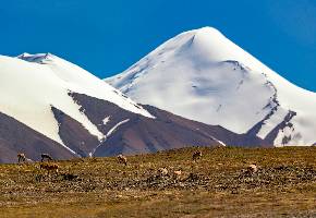 青海可可西里国家级自然保护区位于青海省玉树藏族自治州西部，总面积约450万公顷。是世界上原始生态环境保存较好的自然保护区，也是中国建成的面积最大，海拔最高，野生动物资源最为丰富的自然保护区之一。青海可可西里国家级自然保护区主要是保护藏羚羊、野牦牛、藏野驴、藏原羚等珍稀野生动物、植物及其栖息环境 。2014年11月，青海可可西里申报世界自然遗产工作启动。2017年7月7日下午13时，在波兰克拉科夫举行的第41届世界遗产大会上，青海可可西里经世界遗产委员会一致同意，获准列入《世界遗产名录》，成为中国第51处世界遗产。2017年11月，青海可可西里、新疆阿尔金山和西藏羌塘国家级自然保护区联合发布公告，禁止一切单位或个人随意进入保护区开展非法穿越活动。 2020年9月，青海格尔木市公安局发布通告，禁止一切社会团体或个人随意从格尔木前往玉树州可可西里自然保护区开展旅游、探险、非法穿越等活动。凡是出租车、私家车由格尔木载客前往可可西里自然保护区的一律必须先行前往公安机关进行备案。