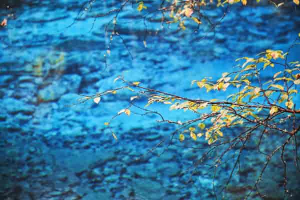 五花海是九寨沟景区中比较有名的景点，以四季变幻的海子色彩著称。九寨沟主要给我记忆犹新的两个景点就是五花海和五彩池都是颜色浓烈的类型。